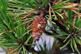 small cones on pine branches close up