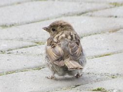 gentle and cute sparrow