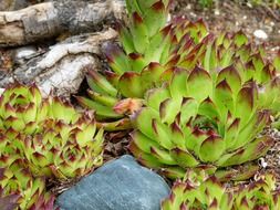 Succulent plants in the colorful garden