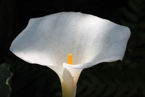 Beautiful blooming white and yellow flower under the light