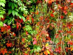 red and green autumn leaves of wine partner vine