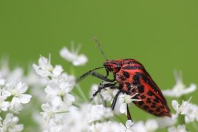 mottled strip bug on the white flower