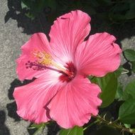 pink hibiscus in gardening