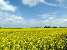 extraordinarily beautiful yellow flowers
