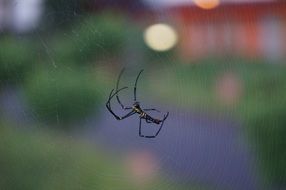 Small spider in the wildlife