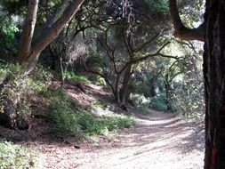 trail in Marshall Canyon, California