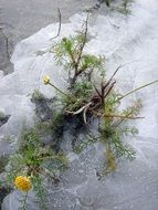 green frozen plant scene