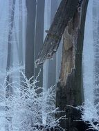 winter park tree forest