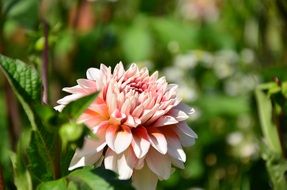 lush pink dahlia