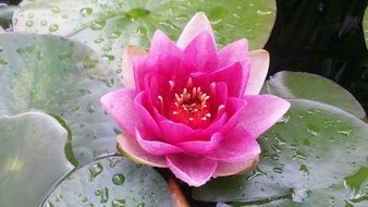 water lily in water drops