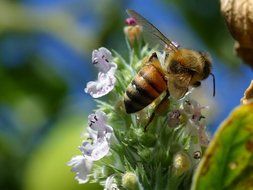 bee is on a blossom