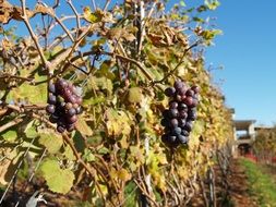 a view of the vineyard closeup