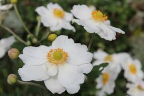 decorative daisies with yellow hearts
