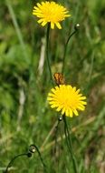 bright dandelion weed