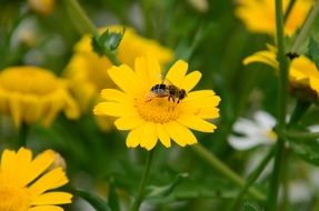 bee on a yellow meadow daisy