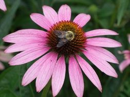 closeup photo of delightful beauty bee on echinacea flower