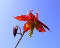 Red canada columbine