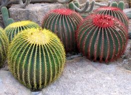 colorful Cactuses in garden Nong Nooch in Thailand