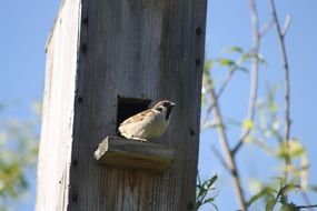 sparrow in birdhouse