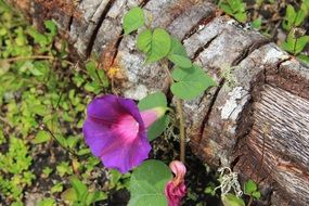 purple flower in the forest near a fallen tree