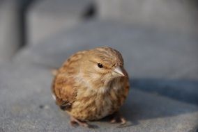 the sparrow bird close portrait
