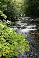 the creek flows in the forest