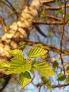 bottom view of the spring birch