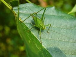 green grasshopper on a green leaf on a blurred background