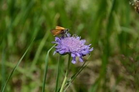 green moth on blue flower