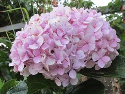 pink hydrangea is an ornamental plant