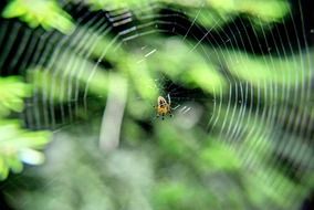 a small insect on a large round web