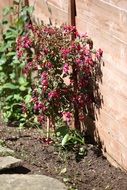winding flower in the garden