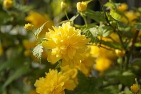 bush of yellow ornamental flowers