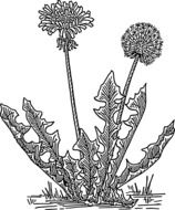 Black and white drawing of the dandelion plant clipart