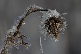 frozen thistle flower in nature