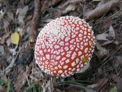 red mushroom grows in the ground