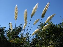 grass seeds on a background of green trees