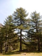 larch in the forest in Bardonecchia, Italy