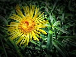 yellow flower with thin petals in the meadow