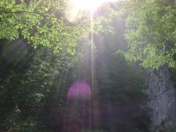 bright sunlight in the middle of the forest