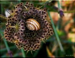 snail in the middle of a wild flower