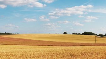 panoramic view of a yellow wheat field on a clear day, france