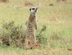 Meerkat in South Africa