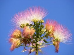 pink fluffy flowers Albizia