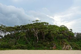 tropical trees on an island