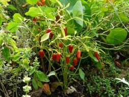 pods of the chili pepper on a bush