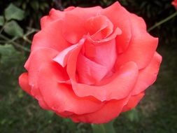 beautiful red rose in the garden on a blurred background