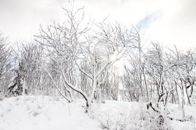 young forest trees in the snow in winter