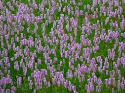 riedwiese meadow