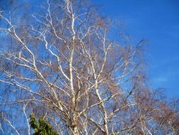 magnificent trees birch on a sunny day